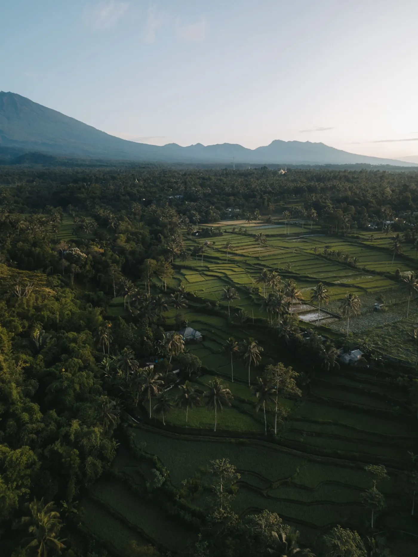 Rice terraces and palm trees below a mountain ridge at dusk in Lombok